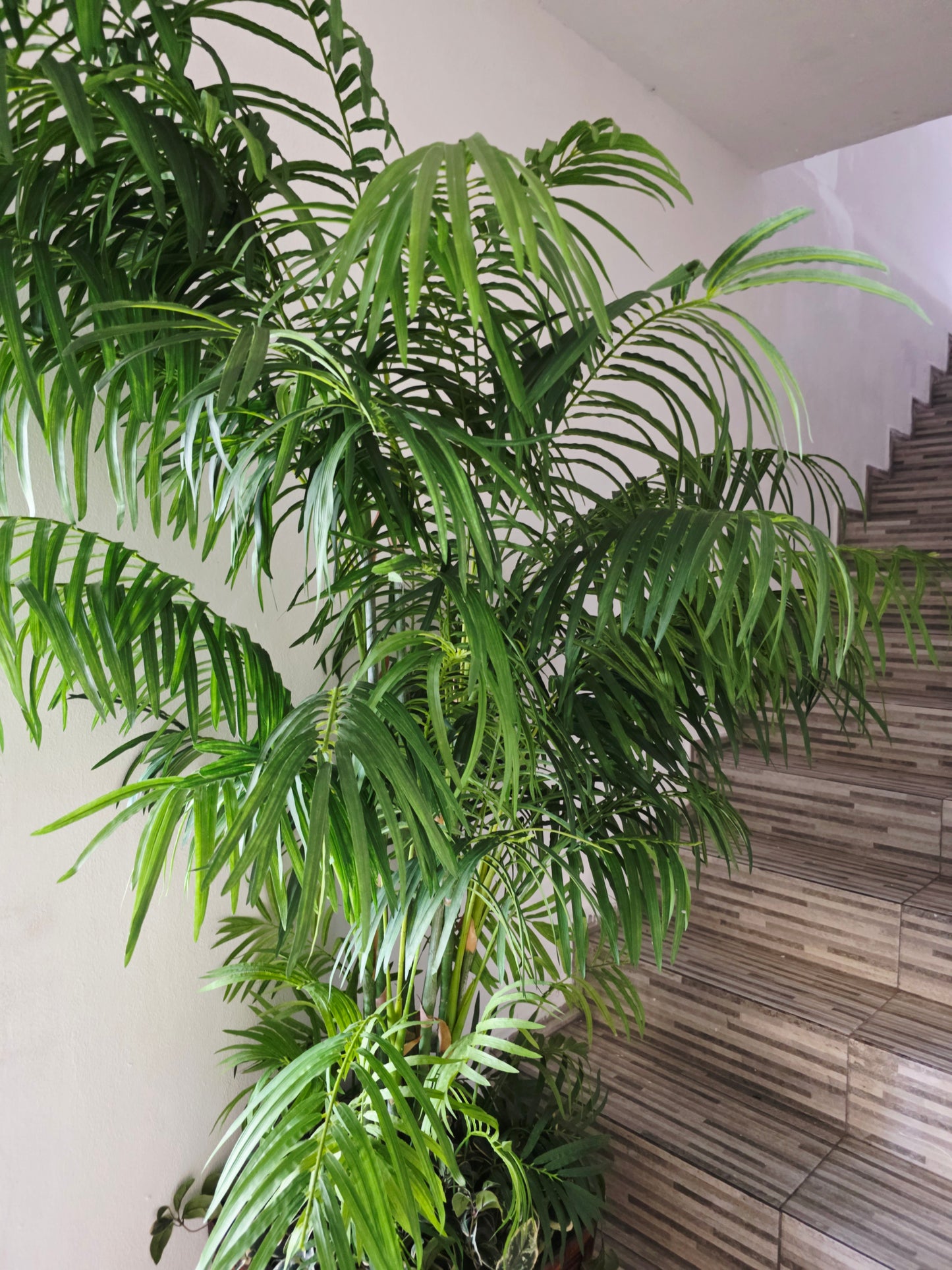 🌿 Par de Palmeras Artificiales Areca – Elegancia Tropical Atemporal 🌿