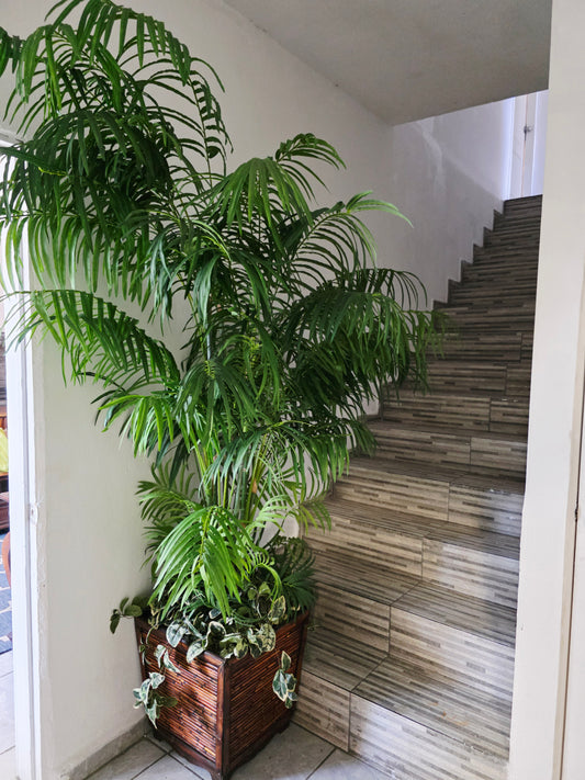 🌿 Par de Palmeras Artificiales Areca – Elegancia Tropical Atemporal 🌿